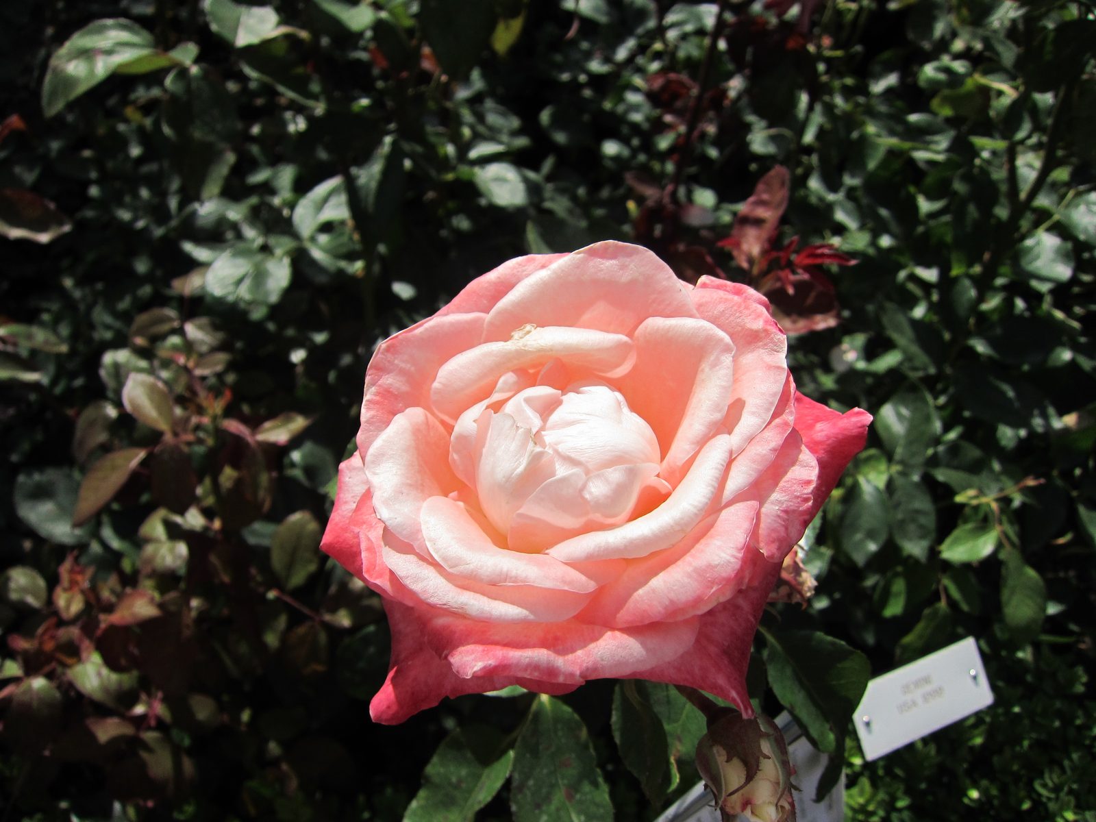 If I captioned every picture of a rose that I took, this would take us a long time.