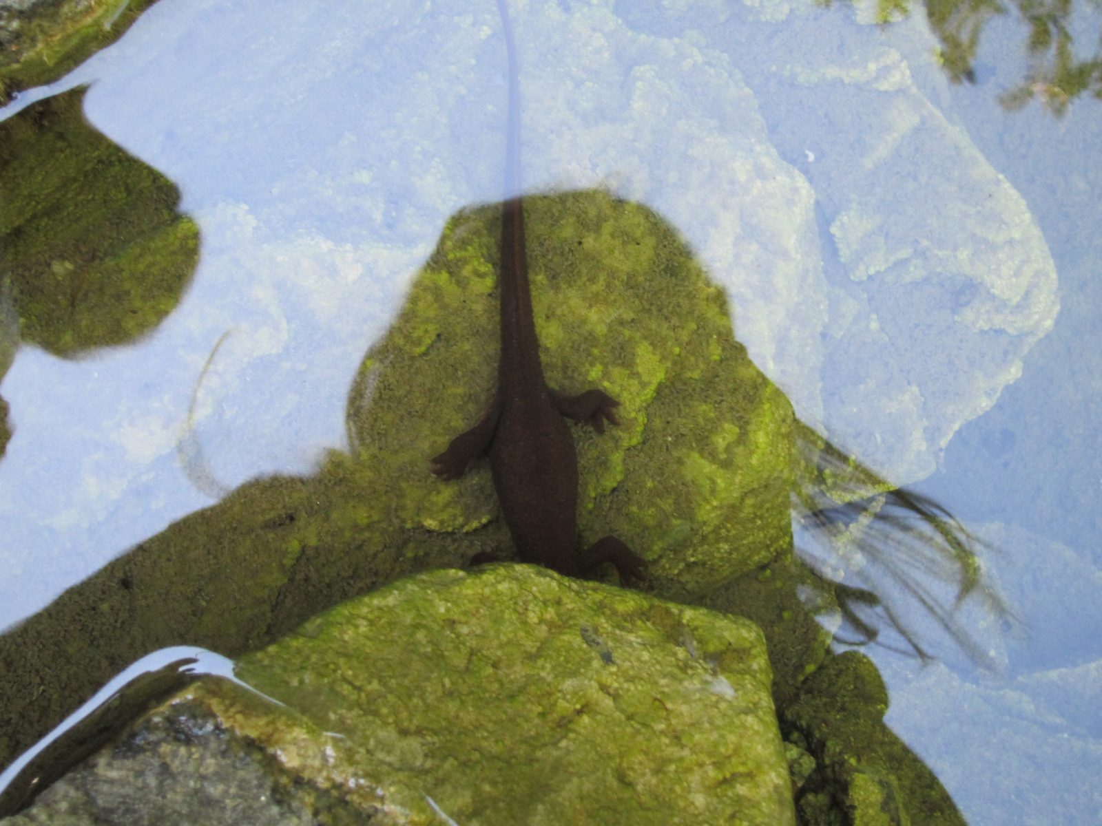 In the Japanese Garden, I caught a salamander of sorts disappearing beneath the rocks of a...