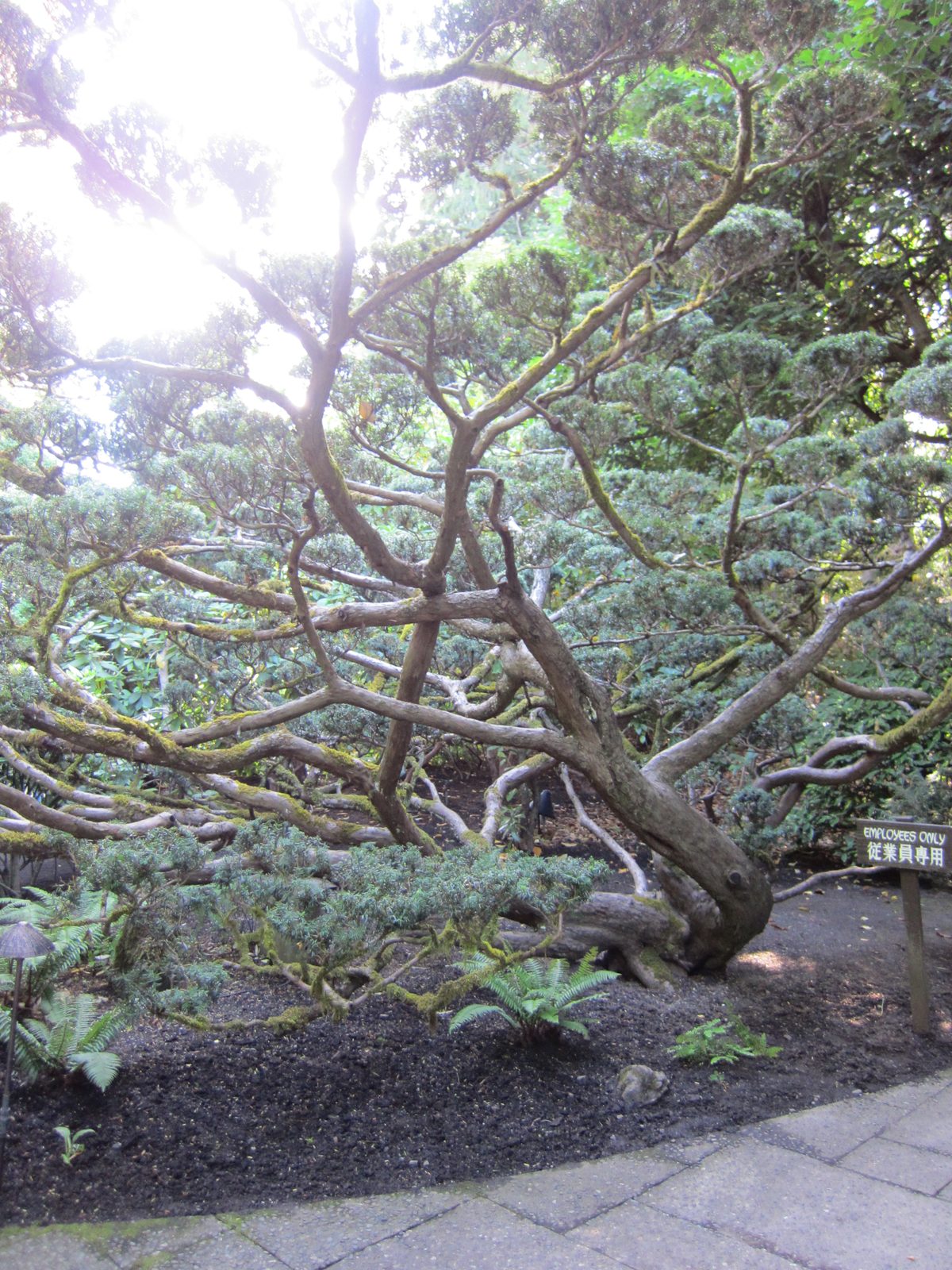 Wow.  Crazy tree.