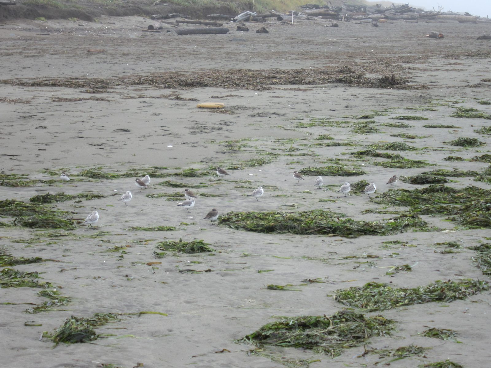 Sandpipers were scurrying around on the beach.