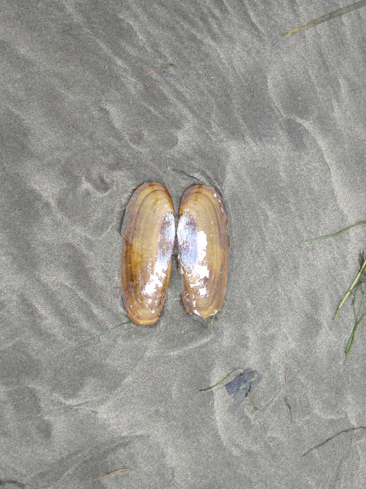 I need something for scale, but I don't believe I've ever seen a shell of this type of this size.