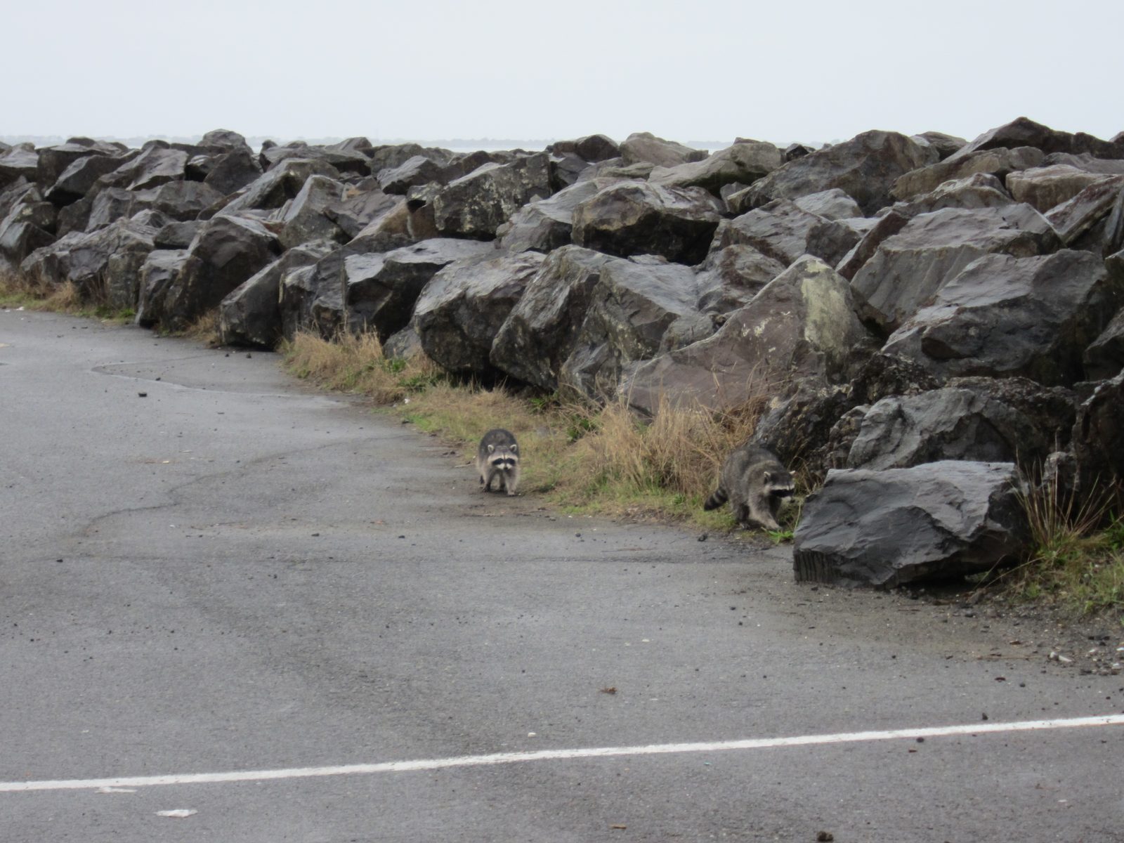 Oh, why hello little furry bandits.  These guys were NOT afraid of us, and kept coming closer...