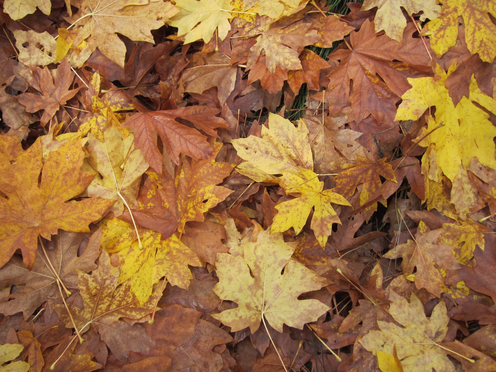 The fall color was great in Leavenworth, although almost all trees were yellow; little to no...