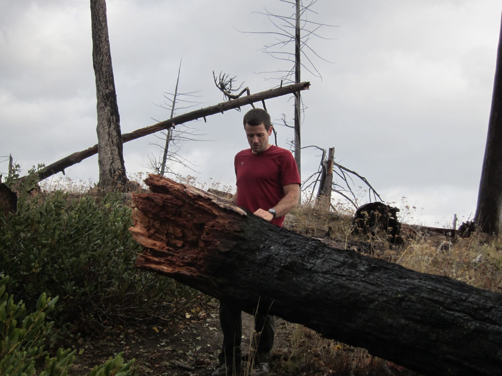 Jay investigates a fallen tree.  There was lots of fire damage all around us on our hikes.