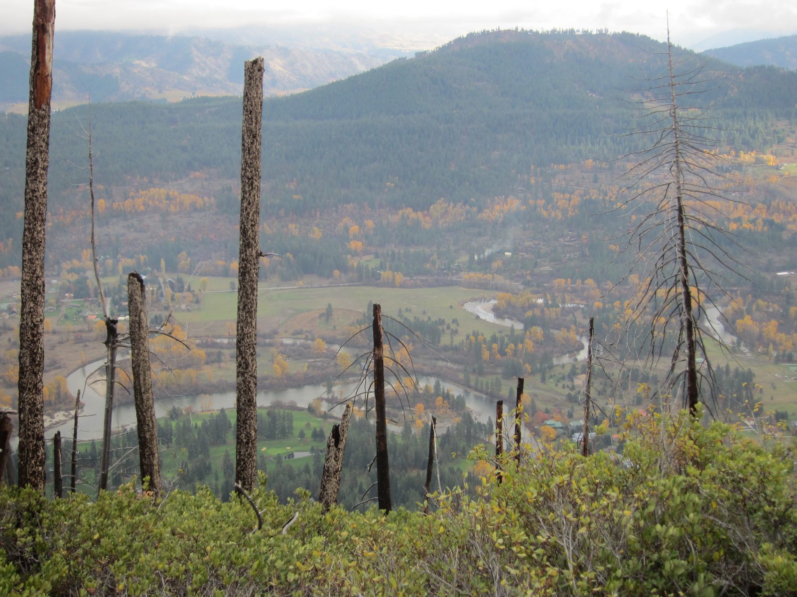 Burned trees and fall colors.