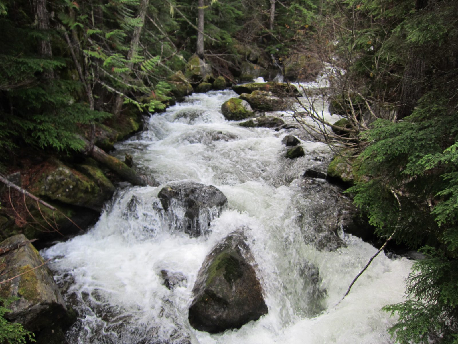 Looking up Mountaineer Creek.