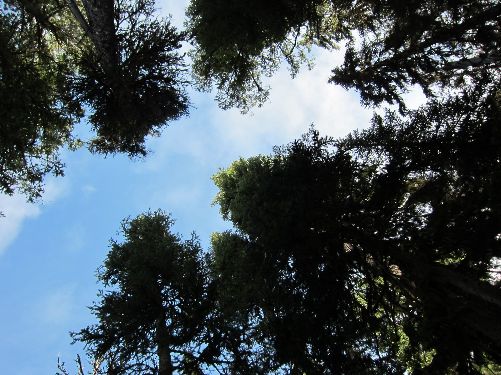 Looking up into the trees above (and the blue sky!).