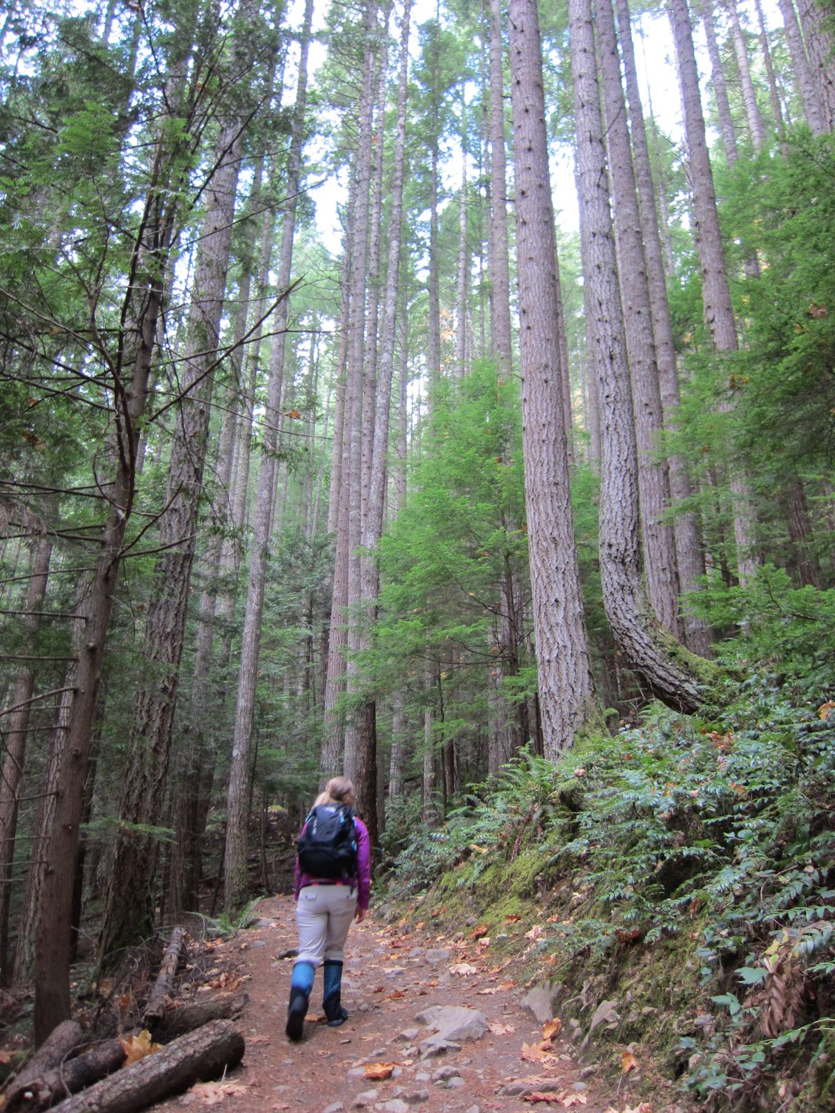 Diana heads up the trail, with a funny-looking tree trunk to her right.  Most of the trail was...