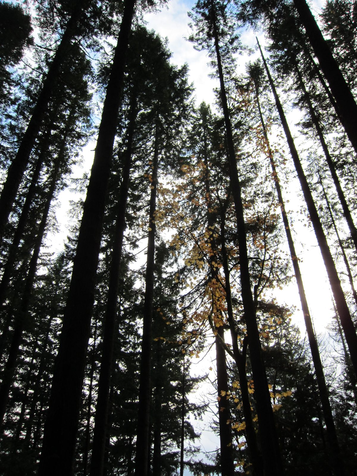 Looking up into the tree tops.
