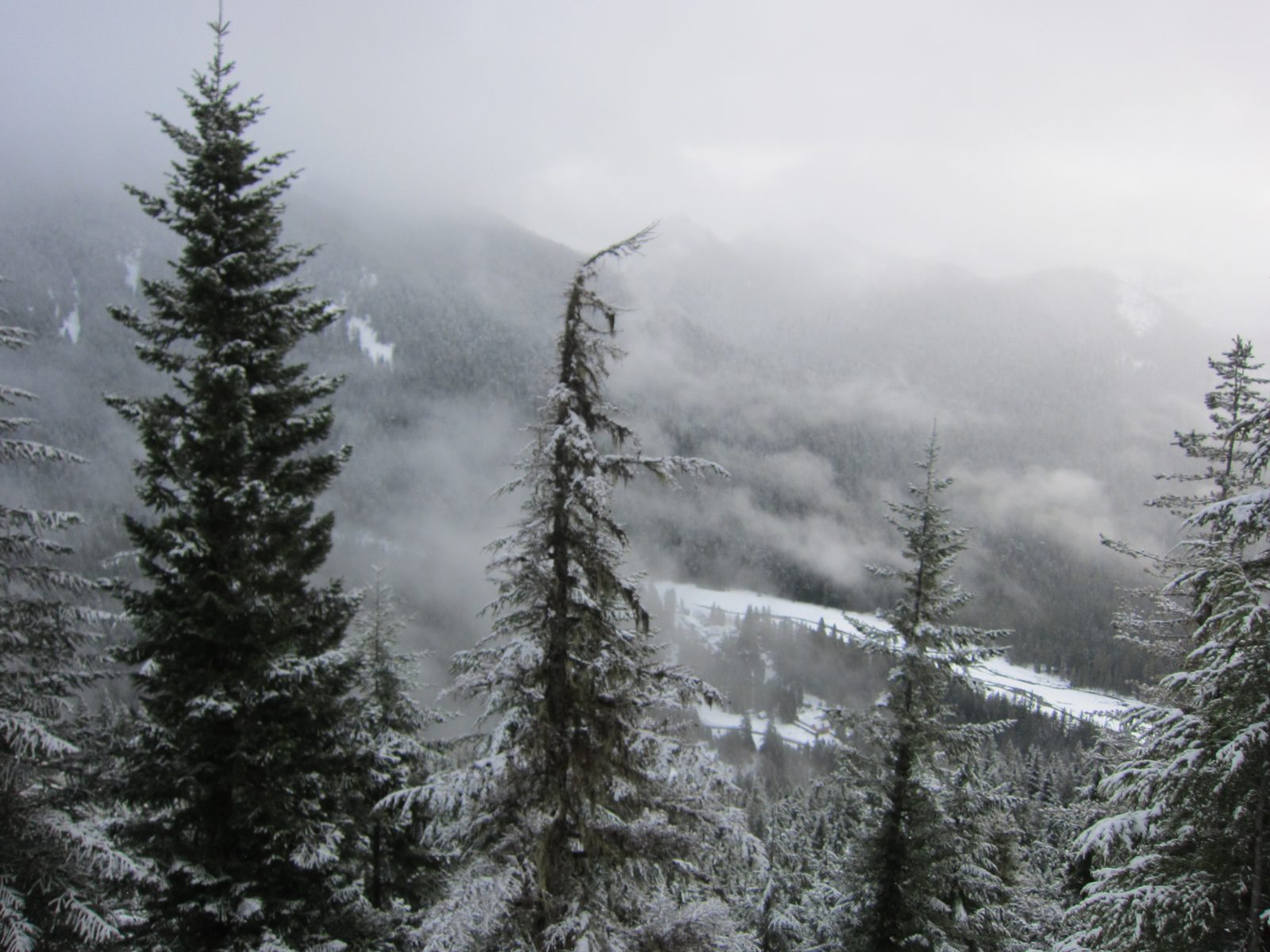 Looking down towards the Longmire Lodge.