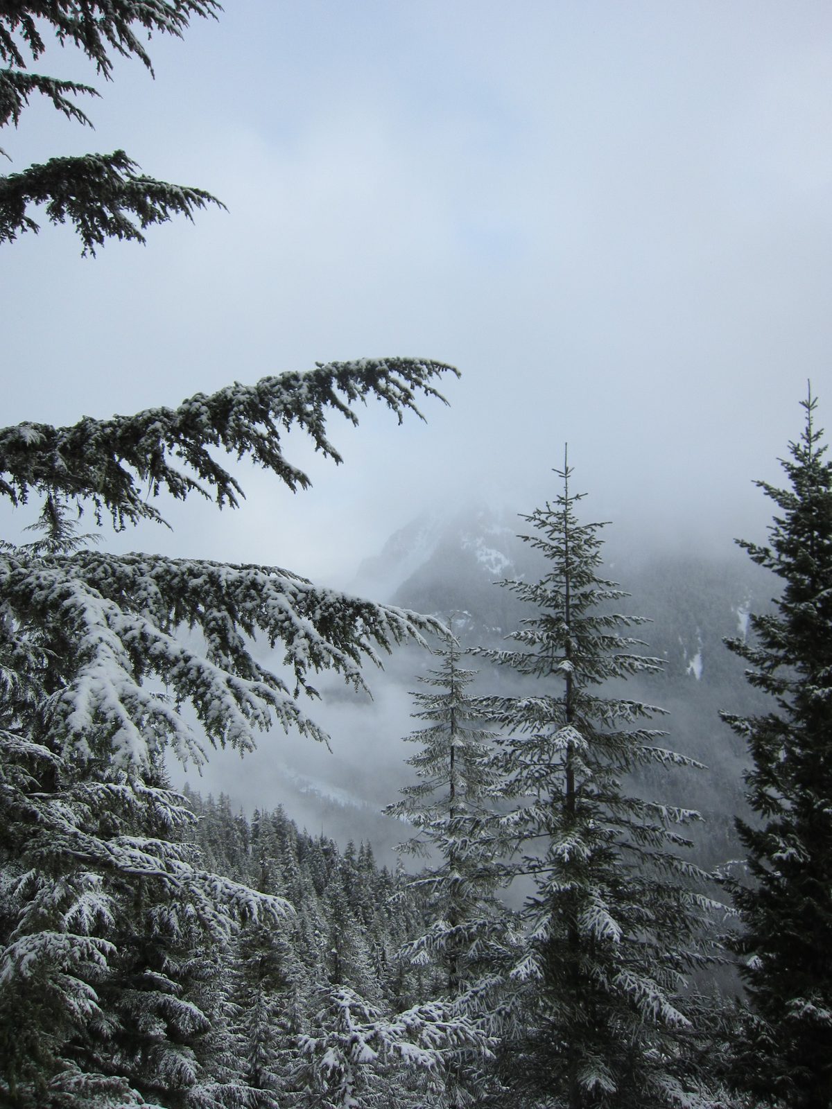 More snow, trees, and clouds.