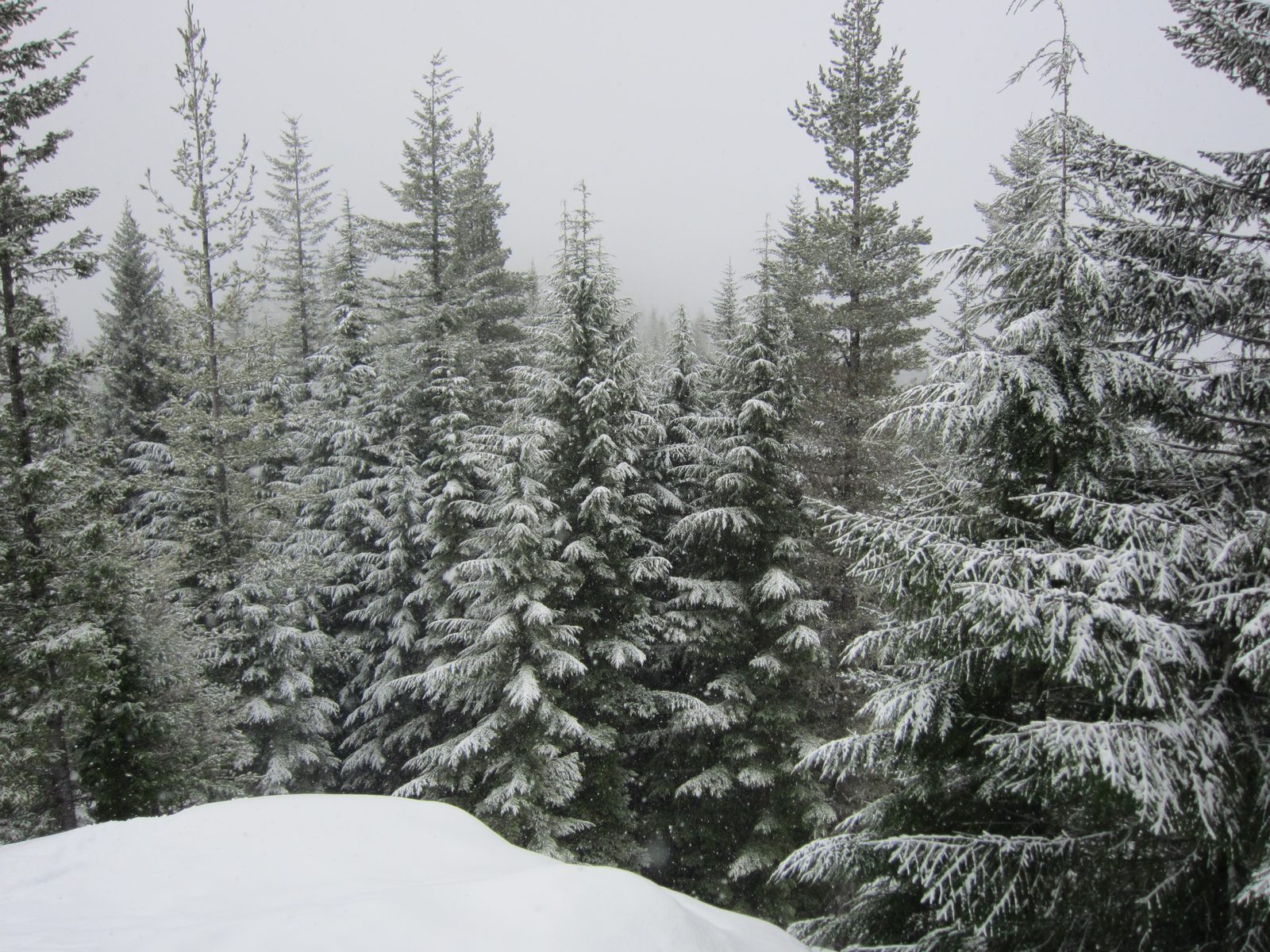 The snow made the area very peaceful.