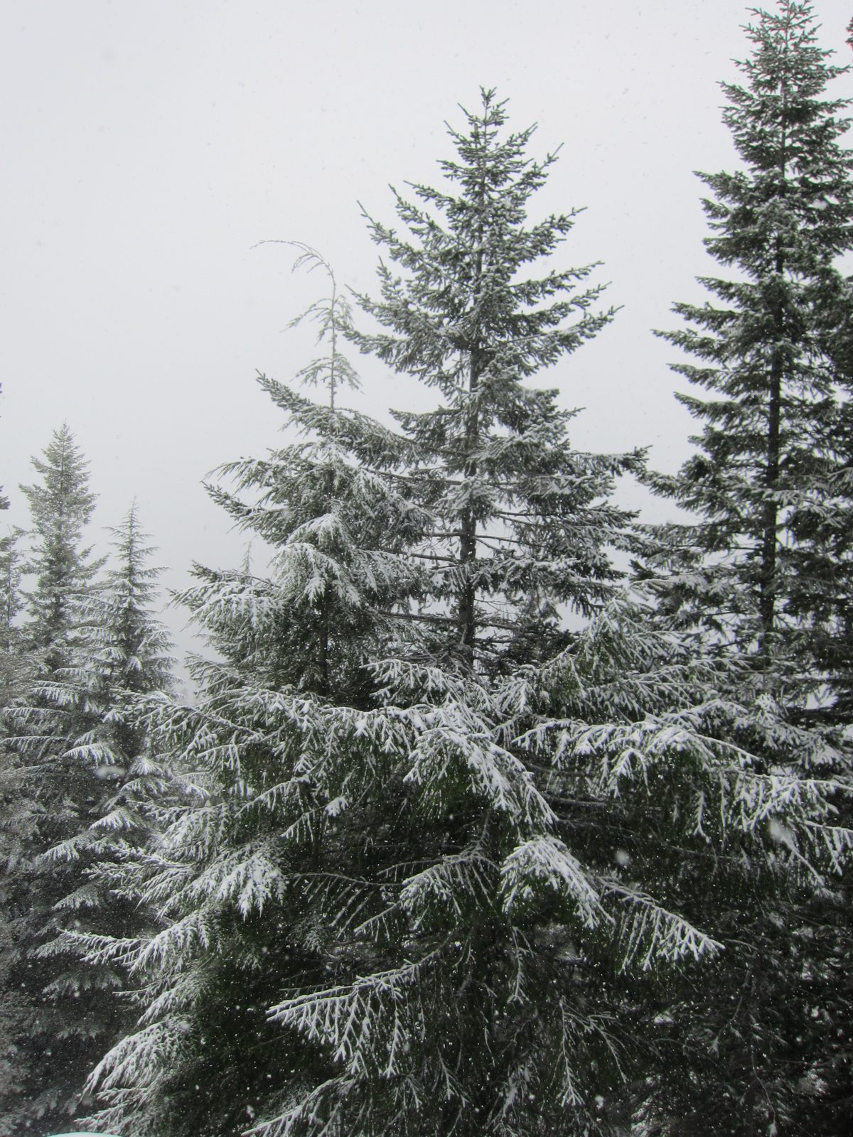 More pretty trees.