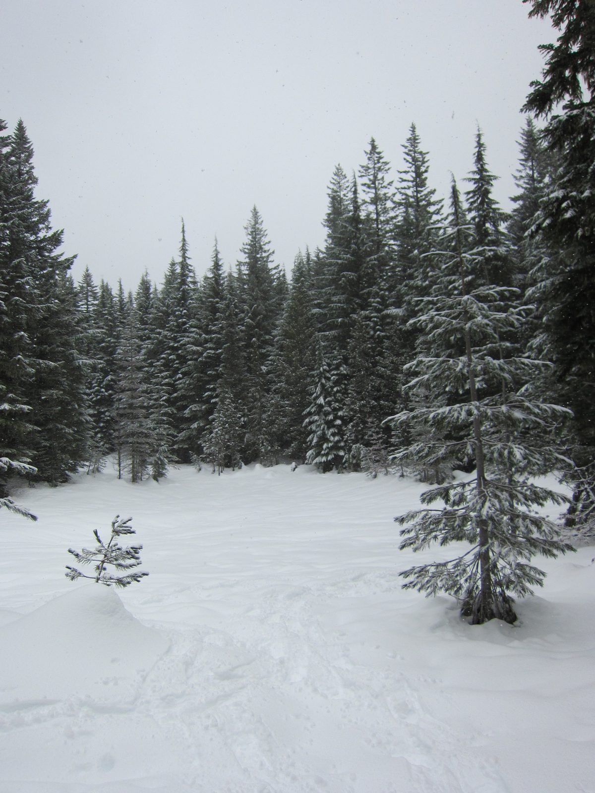 Nearing a big clearing on the trail.