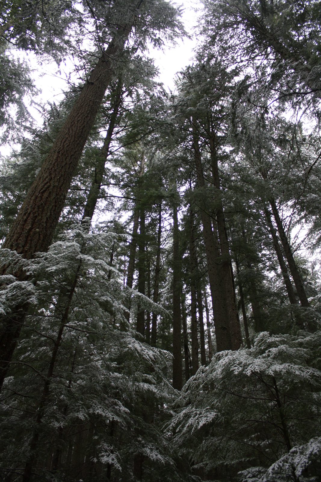 Looking up into the trees.