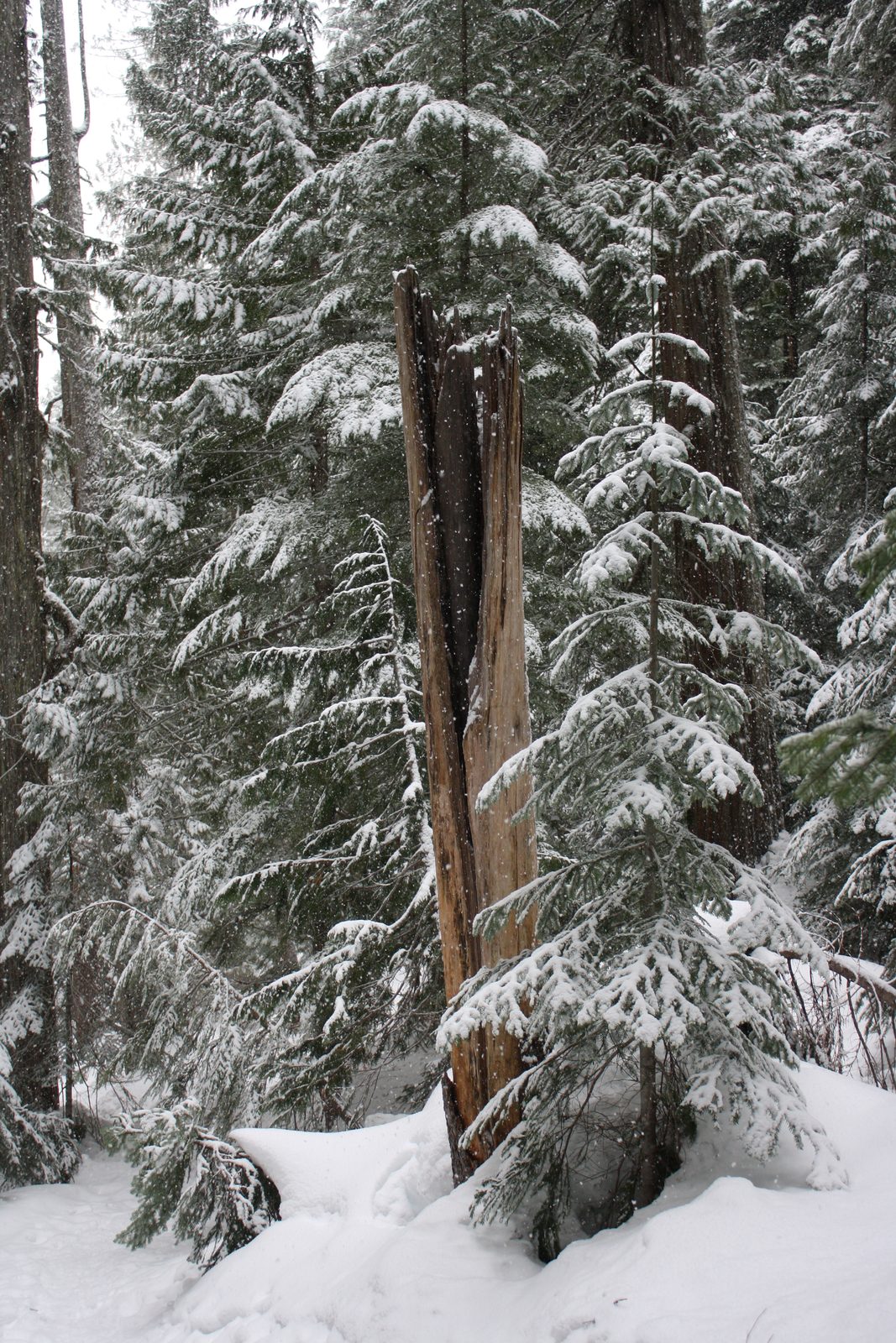 Cool split tree trunk.