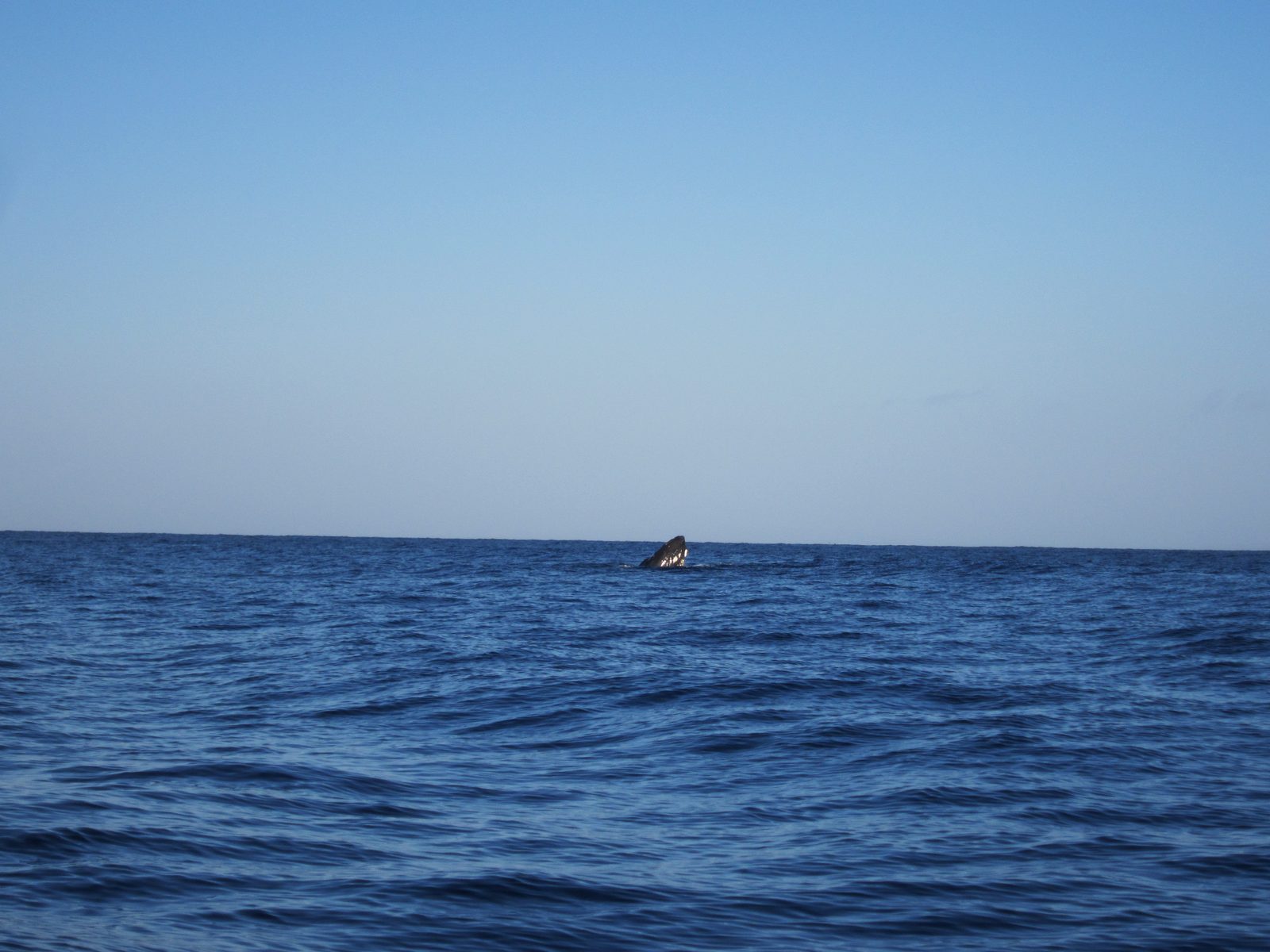 I'd call my first attempt at photographing a whale successful!  This humpback was spyhopping -...