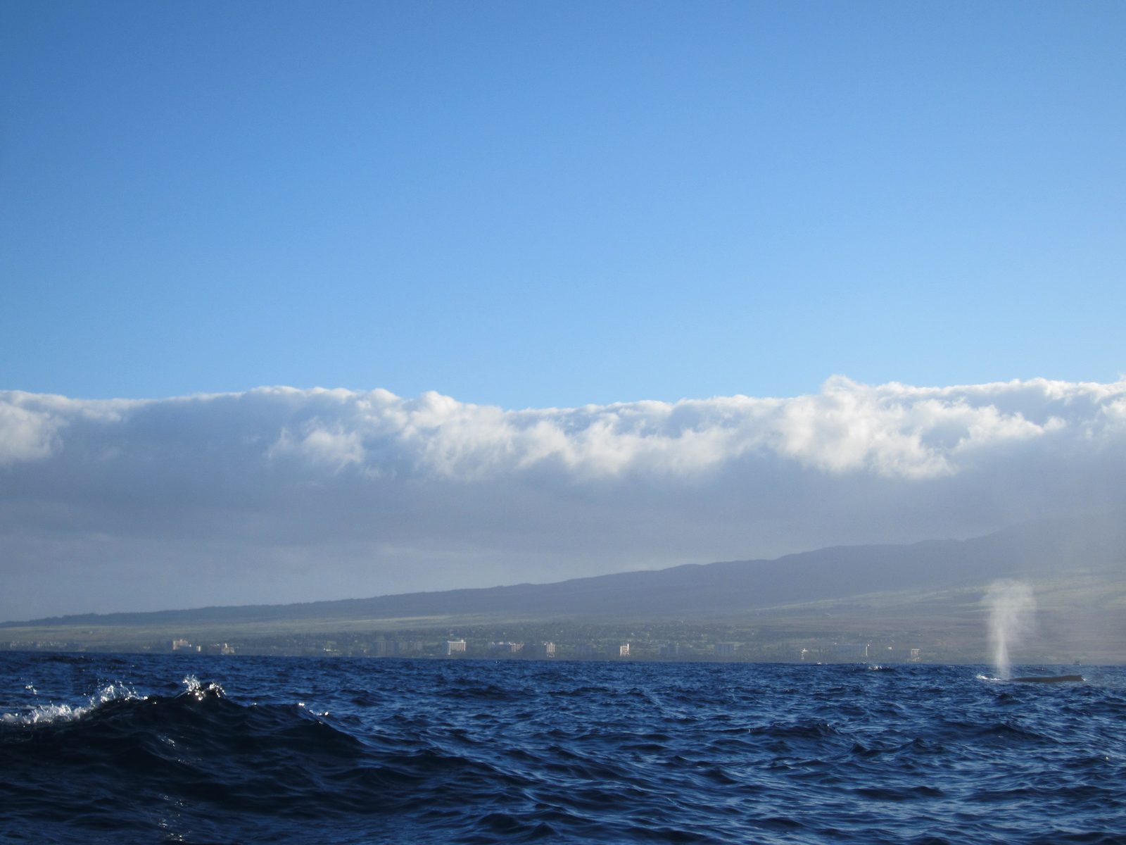 A telltale sign of whale activity: the spray of a whale exhaling through his or her blowhole. ...
