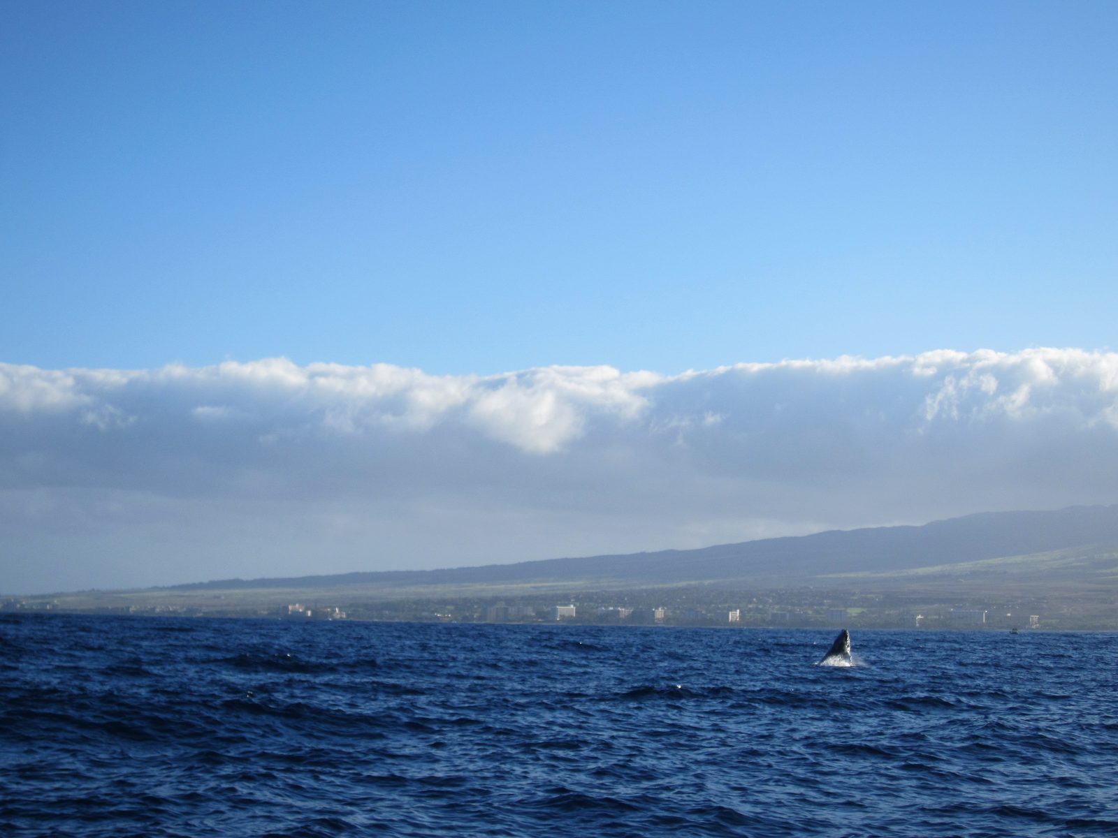 Another whale coming out of the water!
