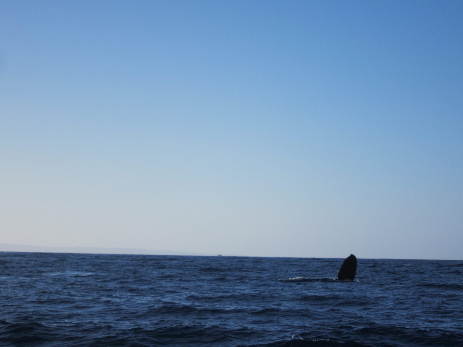 That is actually half of the fluke, or tail, of a humpback.