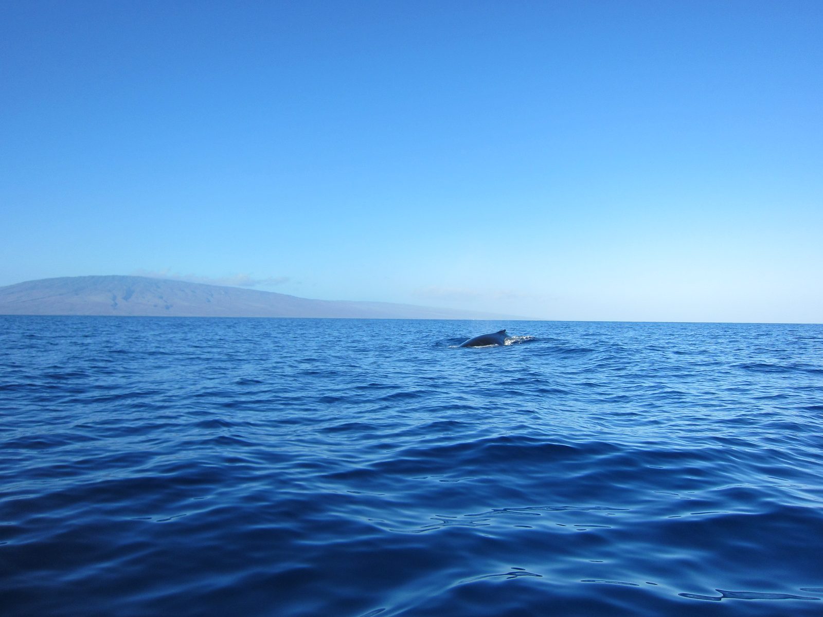 Whale coming straight at us!  The guy sitting next to me took a pretty awesome underwater shot...