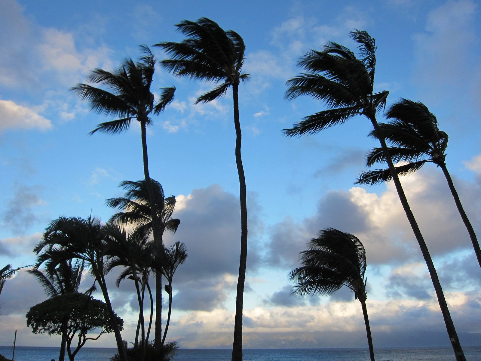 Palm trees over Maui, with the island of Lanai in the background.  That's the island Larry...