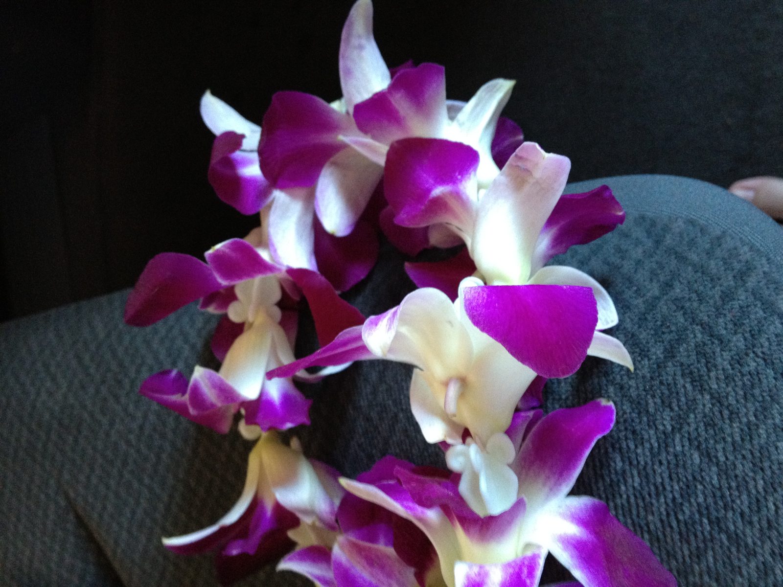 Pretty pretty lei flowers!  Lucie greeted me at the airport with these.