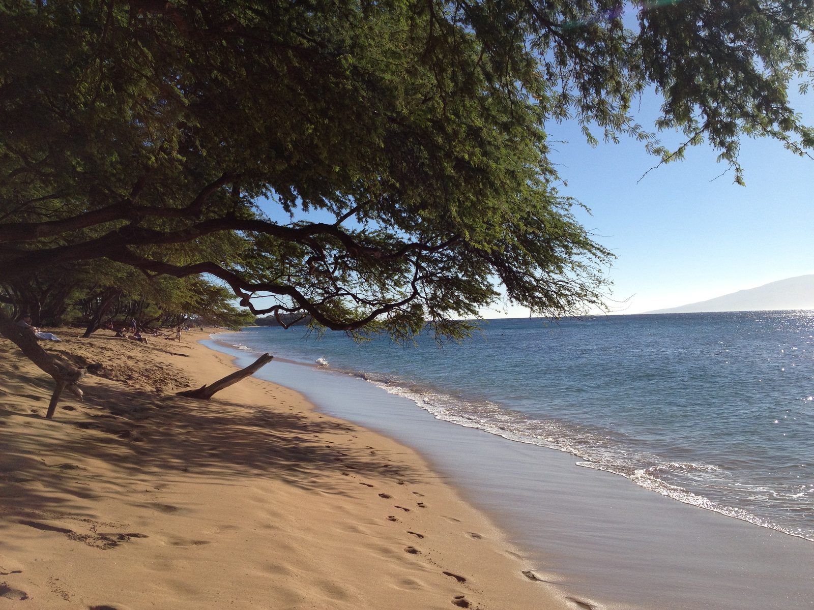 Neat Hawaiian trees on Maui.