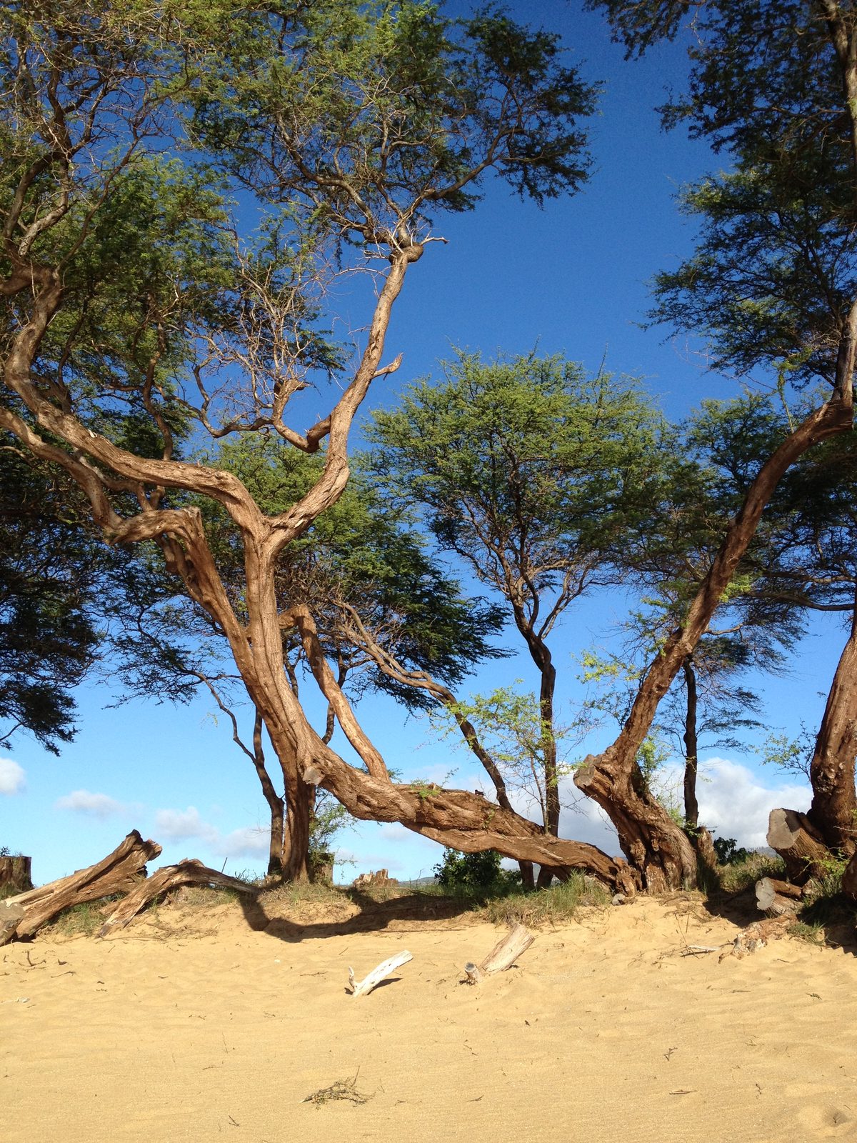 More trees.  These photos were taken on my phone while I wandered the beach a couple hours after...