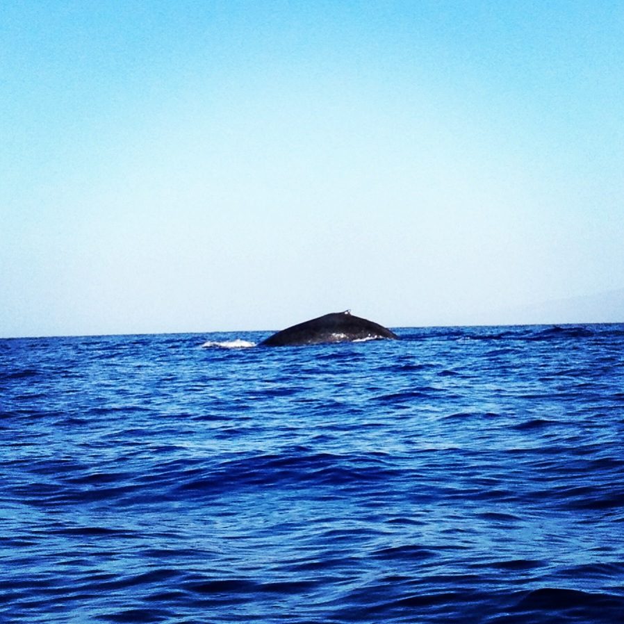 Instagram'd whale!