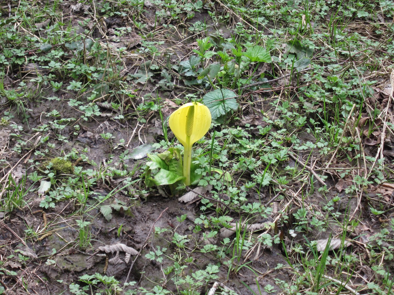Mom - is this jack-in-the-pulpit? Or skunk cabbage?