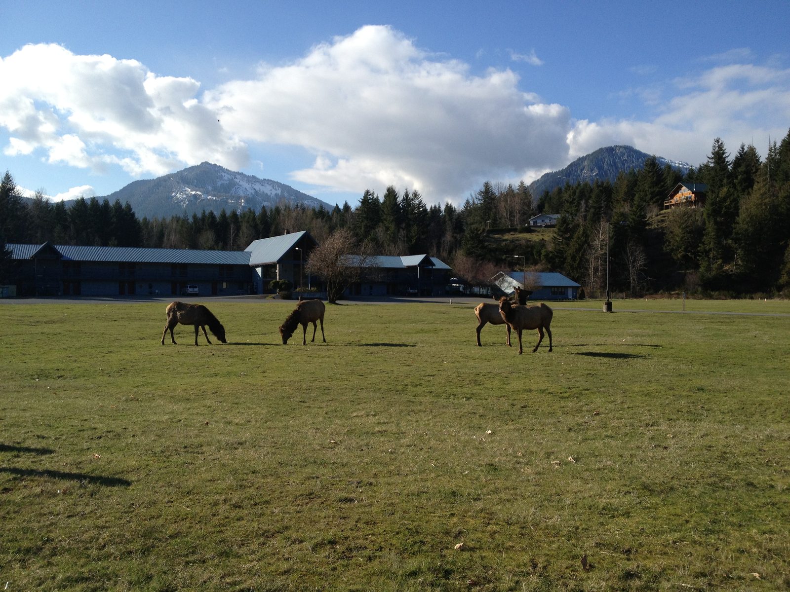 At certain times of the year, a large herd of elk settle in the valley near Packwood, WA, on the...