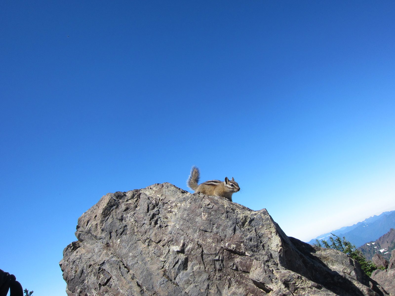 There were a couple of friendly chipmunks at the top who joined us for lunch.