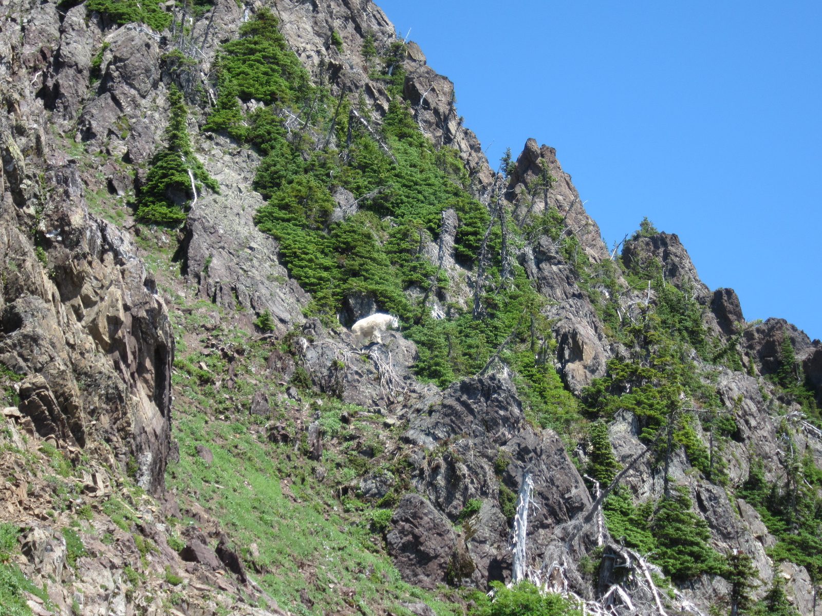 We are now back down to that steep meadow.  Who pops out but the papa goat of the group from the top.