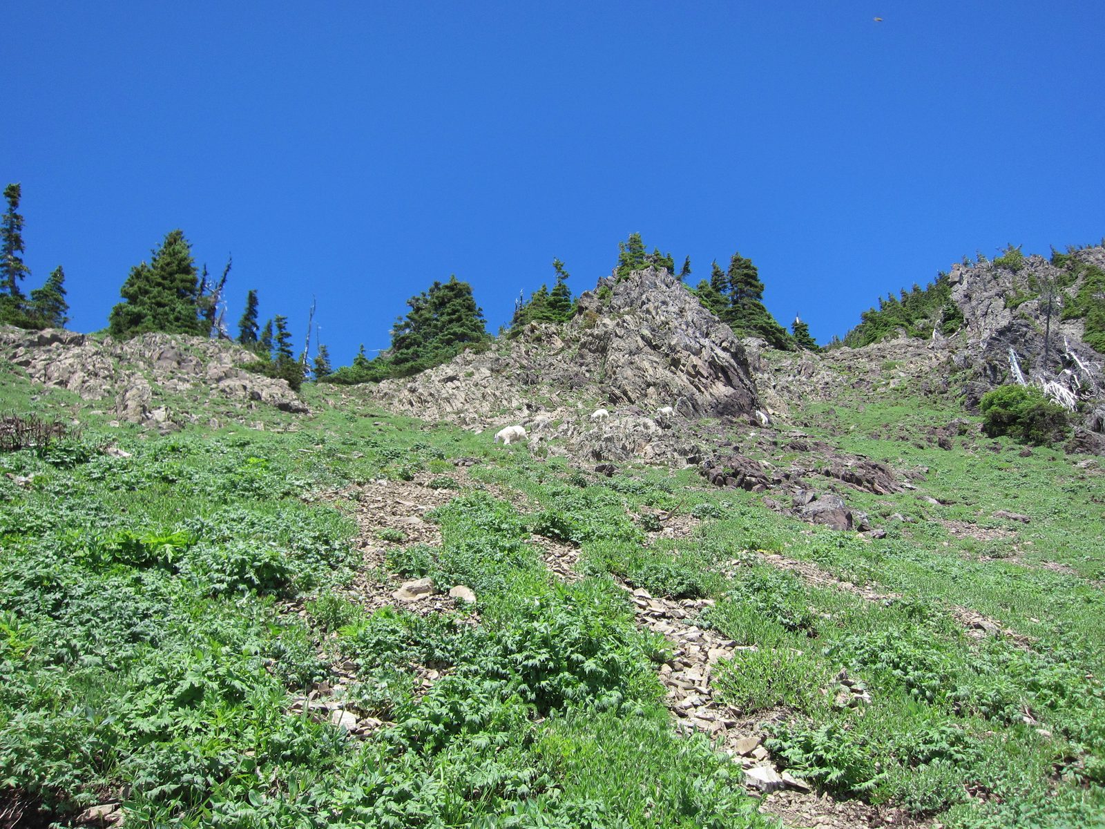 We came from the upper left; they came from the upper right.  Why follow a trail when you can go...