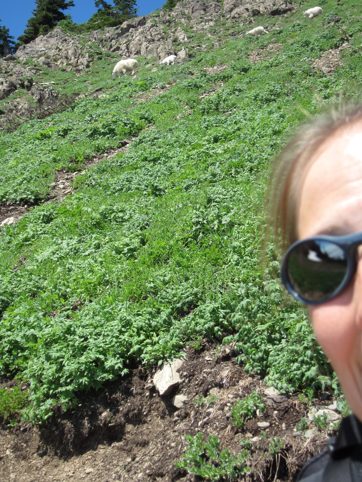 Attempt #1 at putting me and the goats in the same photo.