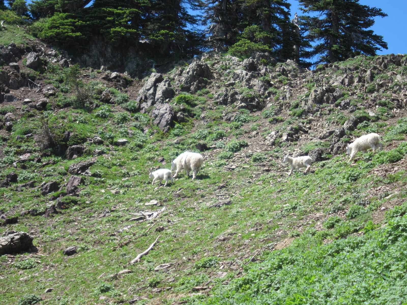 The whole family scrambled across the path and straight up to the rocks on the other side.