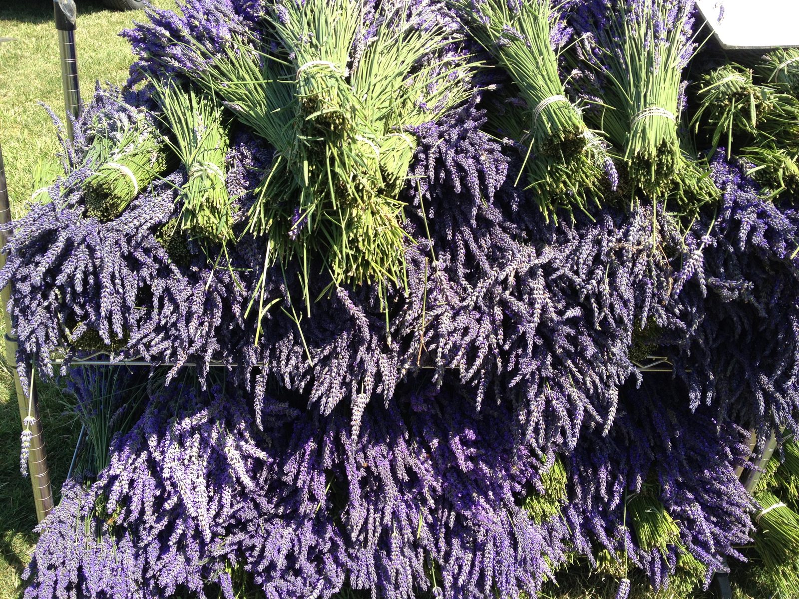 Bushels of lavender for sale.  Mom bought me one and it is making my kitchen smell lovely.