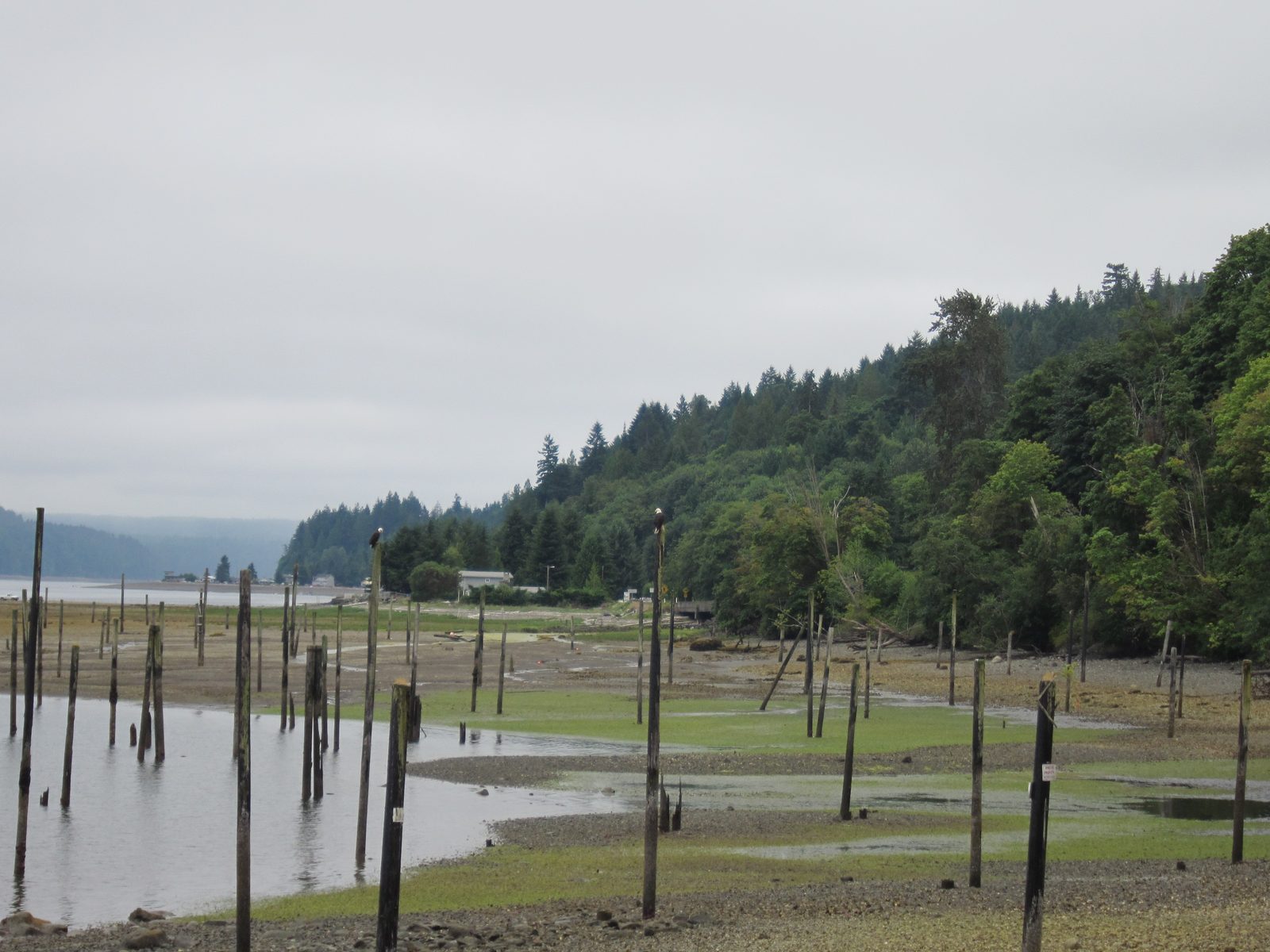 On the road to Sequim to see the lavender, I spotted some wildlife.  This pair of bald eagles...