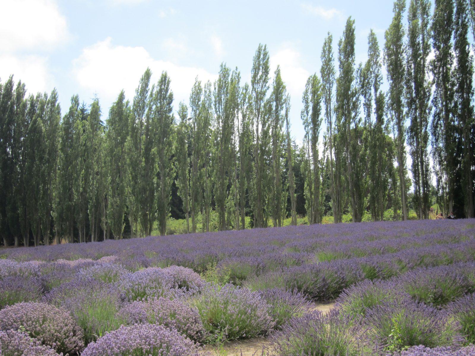 More fields of lavender.  The clouds were clearing and it was becoming a beautiful day.