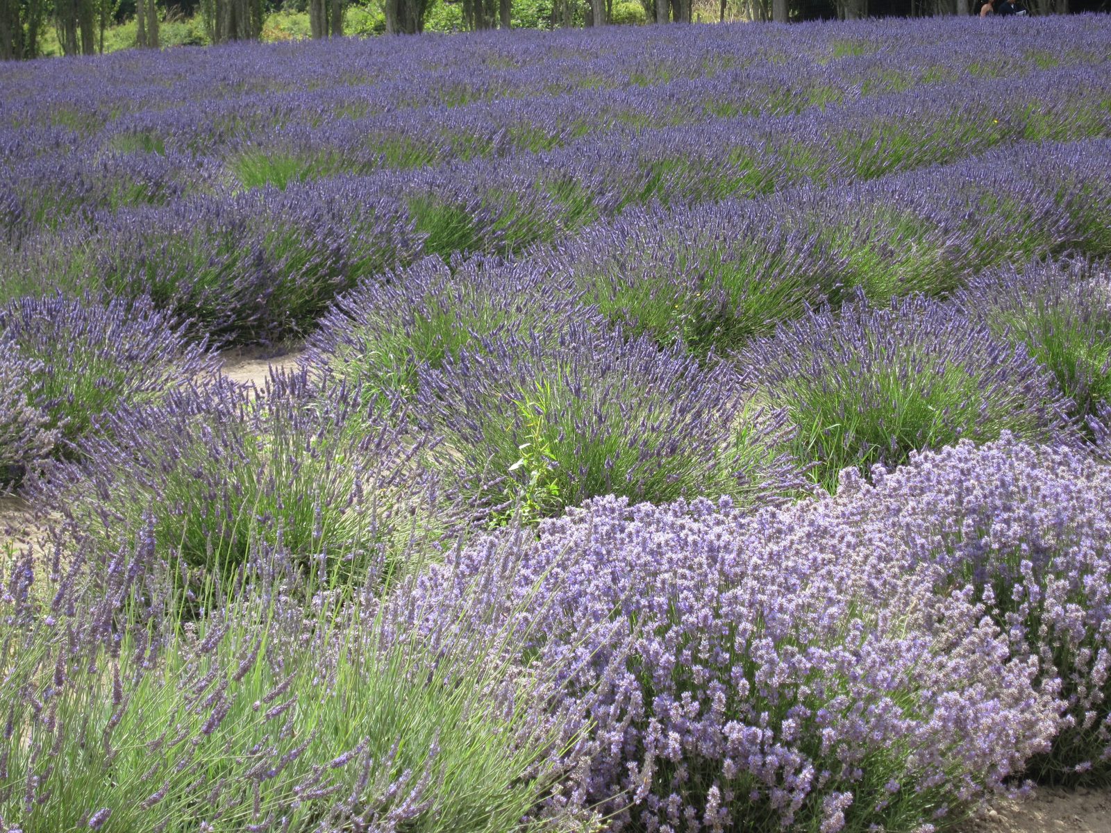 I was surprised to learn how many varieties of lavender exist.
