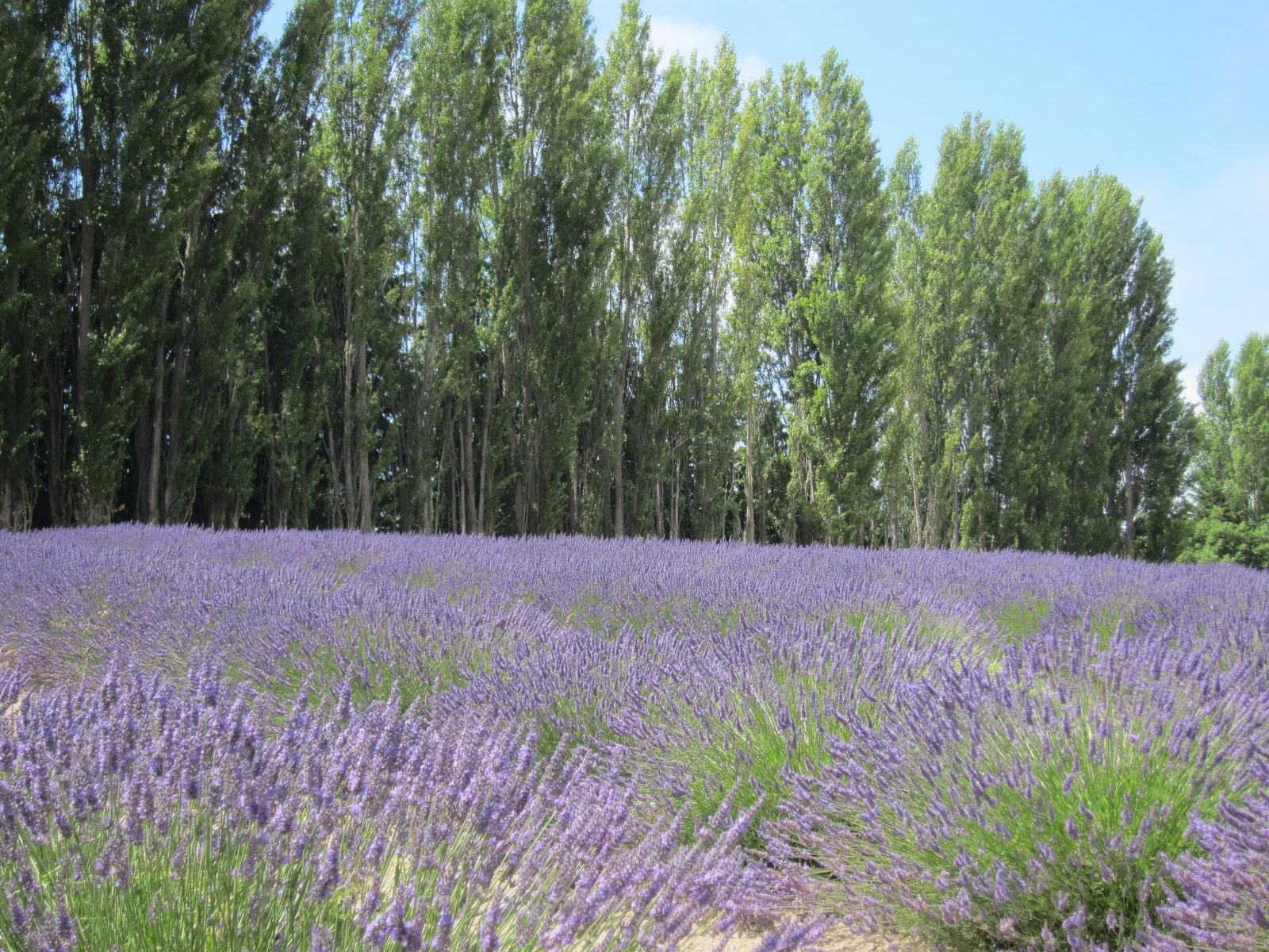 Maybe I could print one of these and put it somewhere it would compliment the photo of lavender...