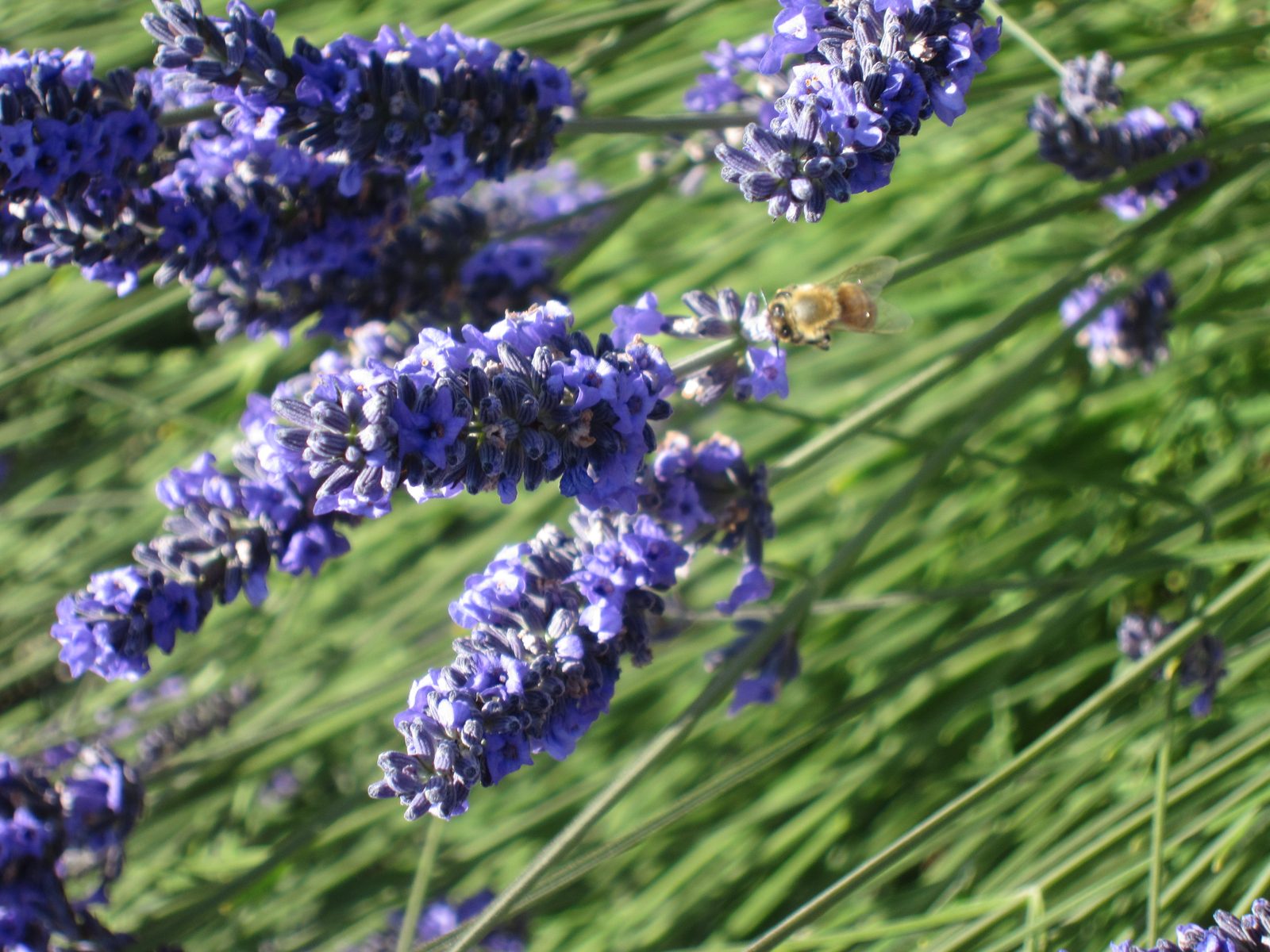 A bee doin what bees do.