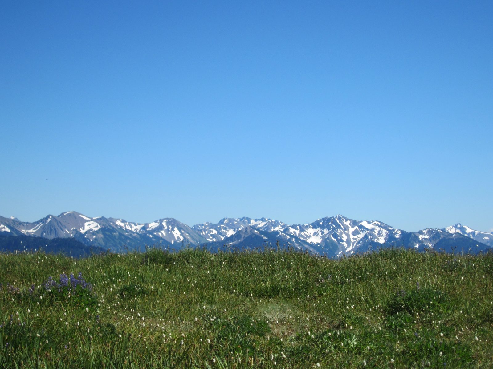 Faraway mountains and closeup flowers.