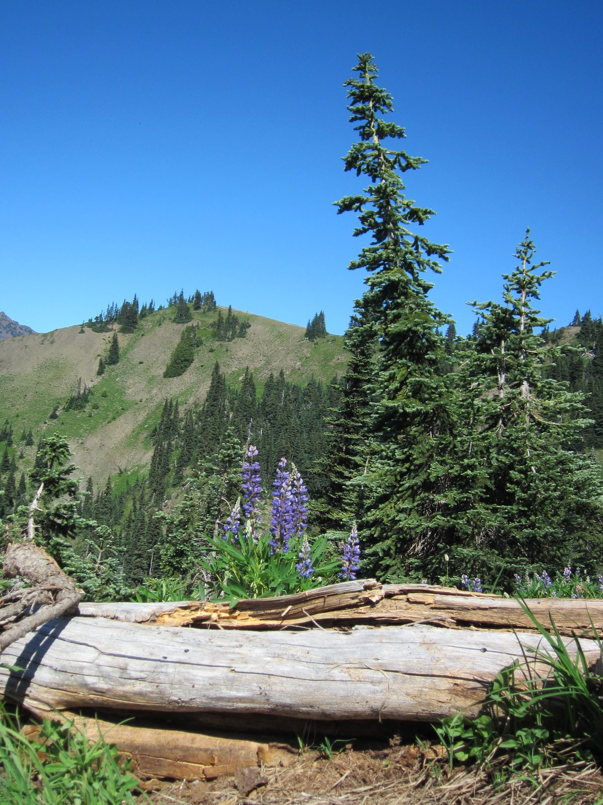 I do like that Washington has lupines, even if they aren't near as spectacular as the ones in Maine.