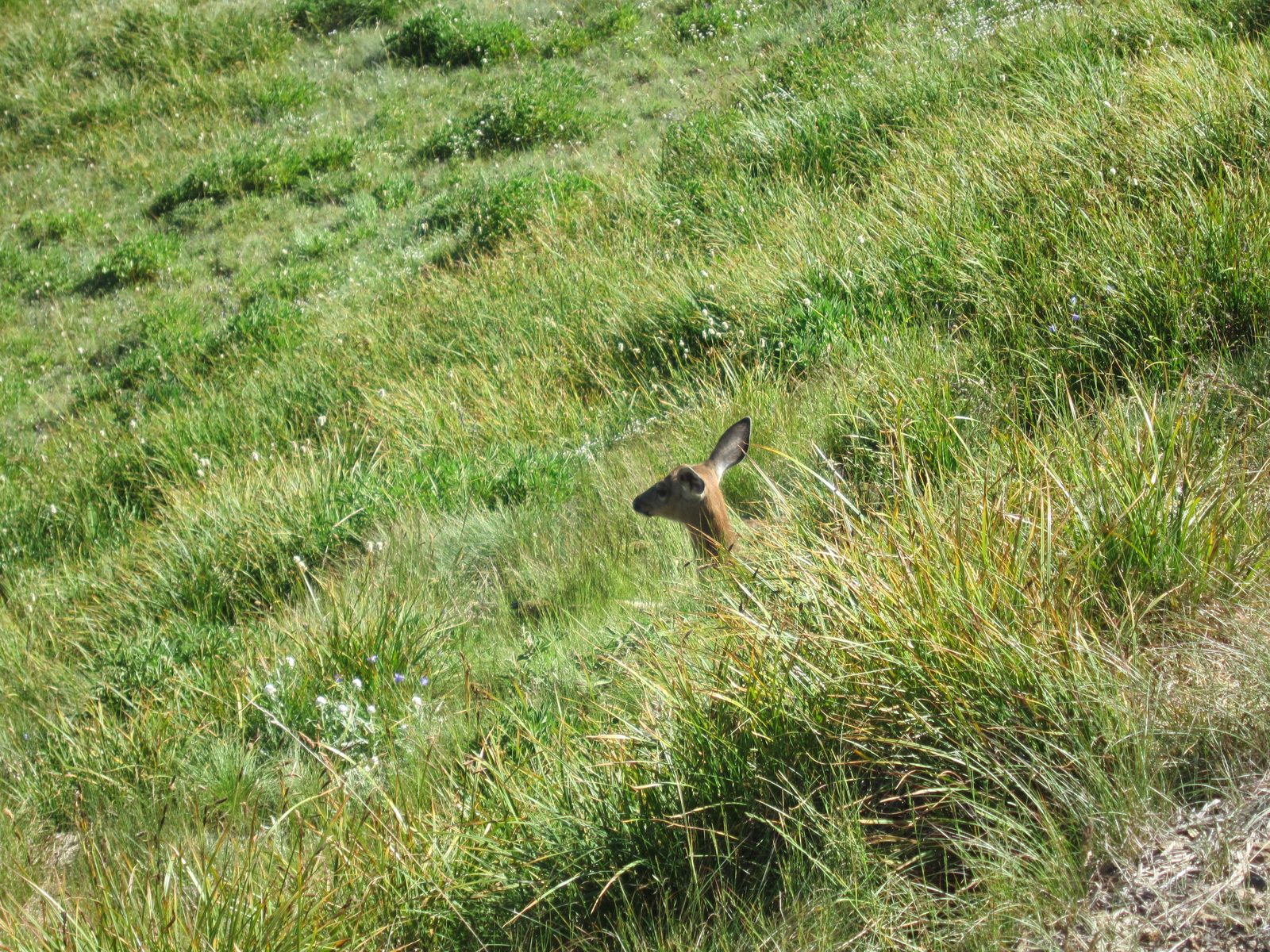 This was about the extent of the wildlife seen at Hurricane Ridge.