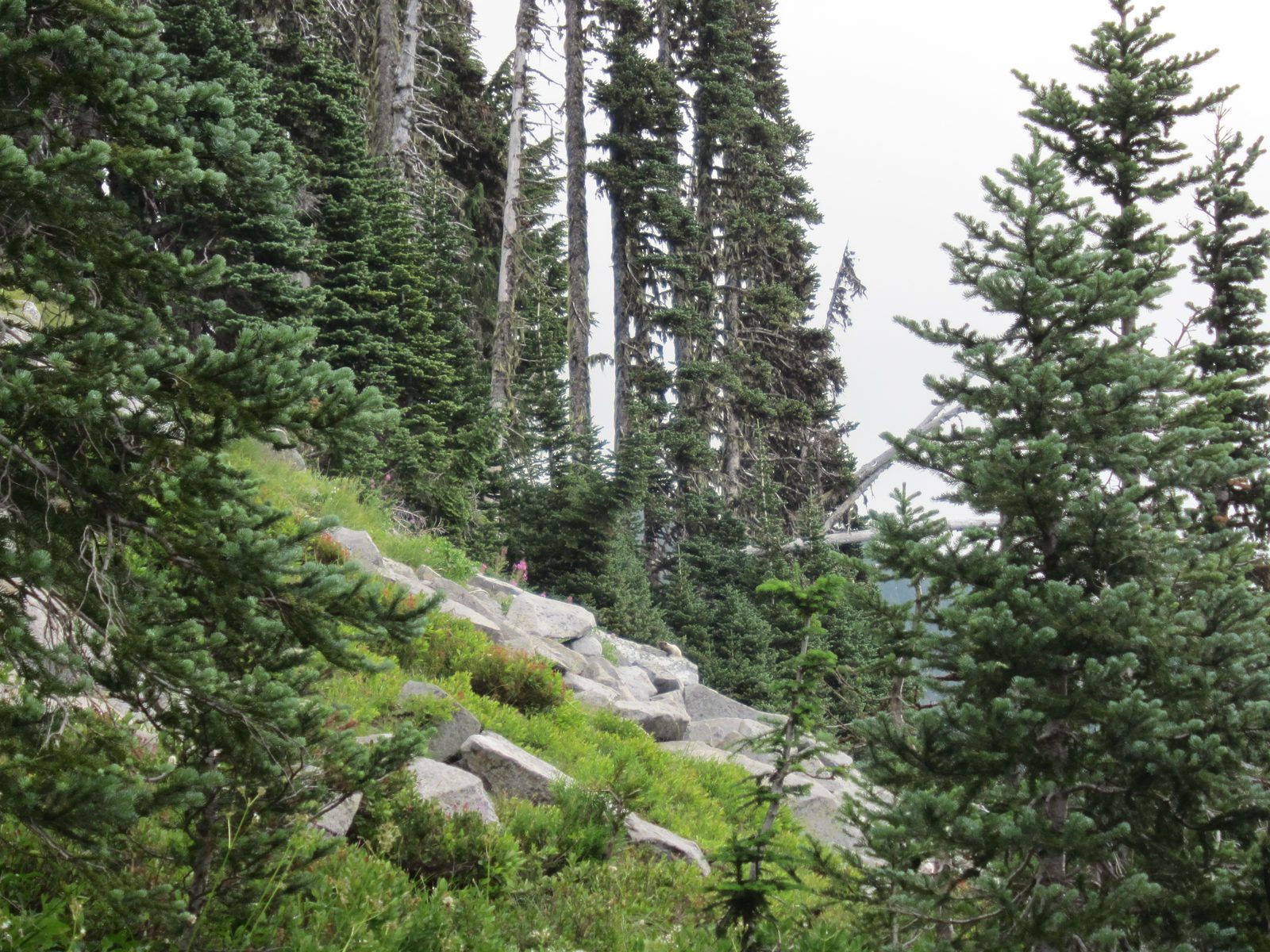 Quick, who can spot the marmot??