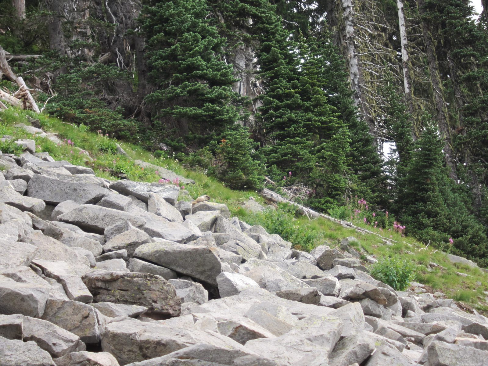 Here's a clearer shot.  We saw at least three in this talus pile.