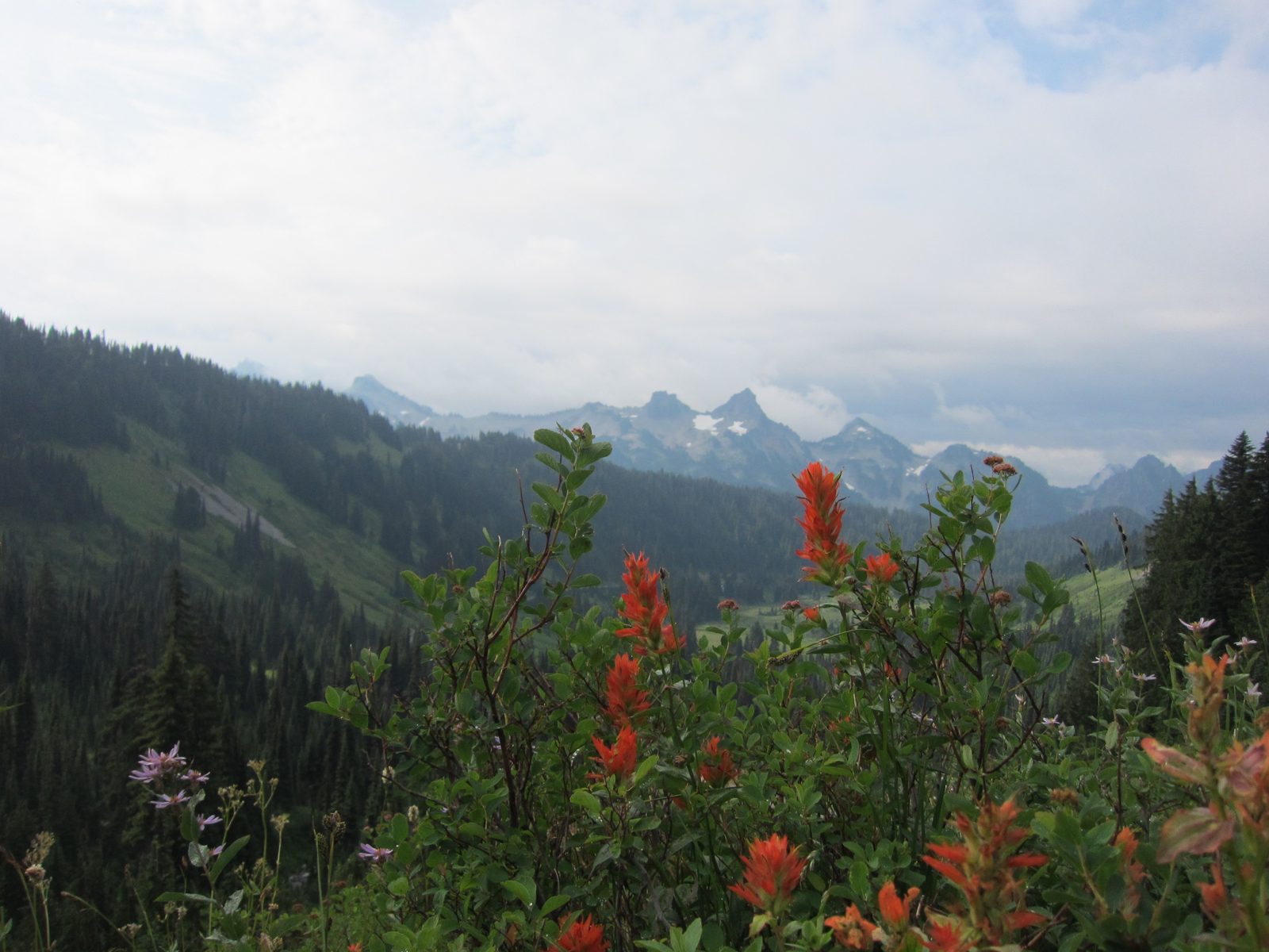 Sawteeth Mountains (?) and some wildflowers.