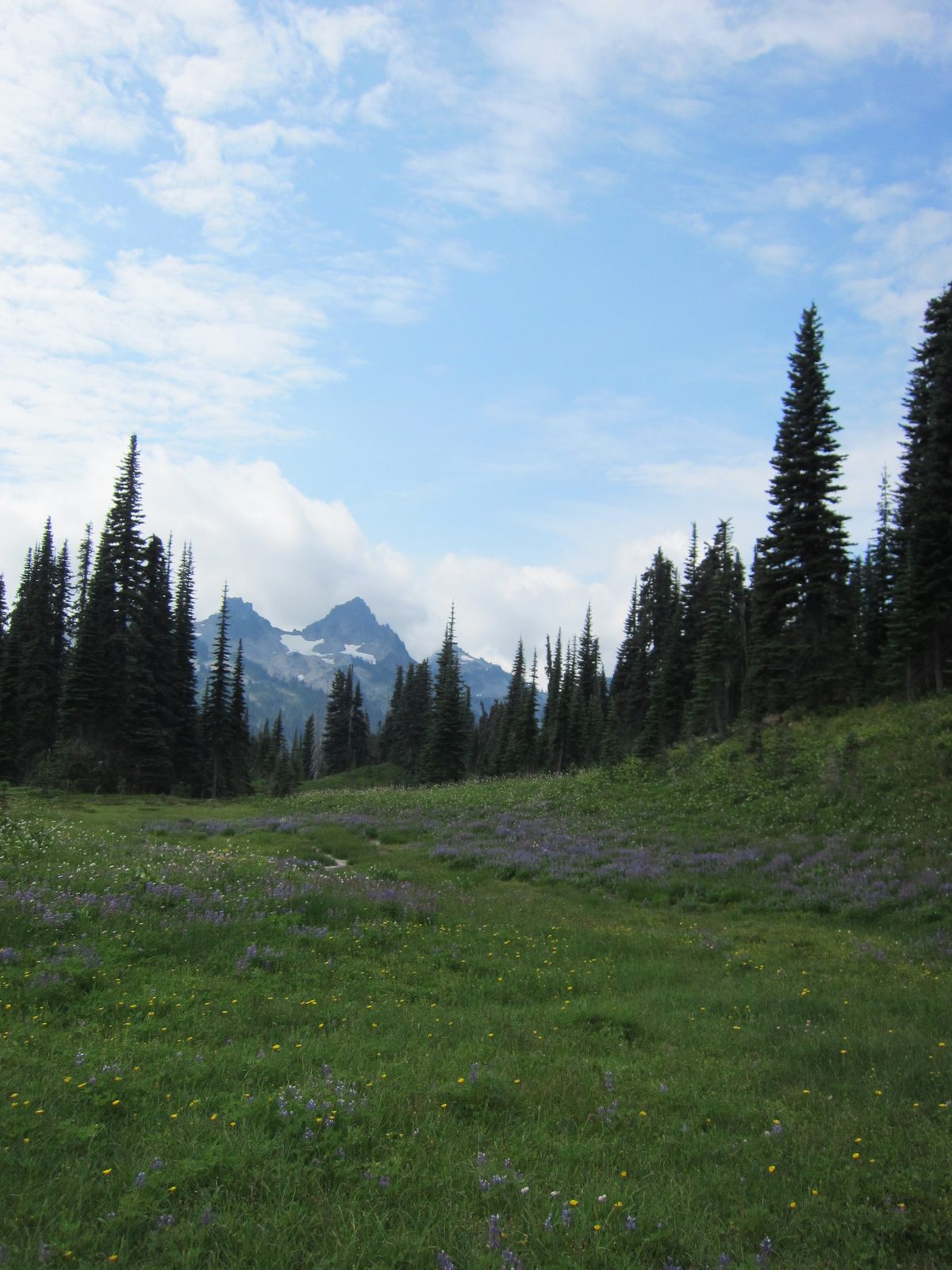 Meanwhile, we had hiked our way into some beautiful meadows of wildflowers.